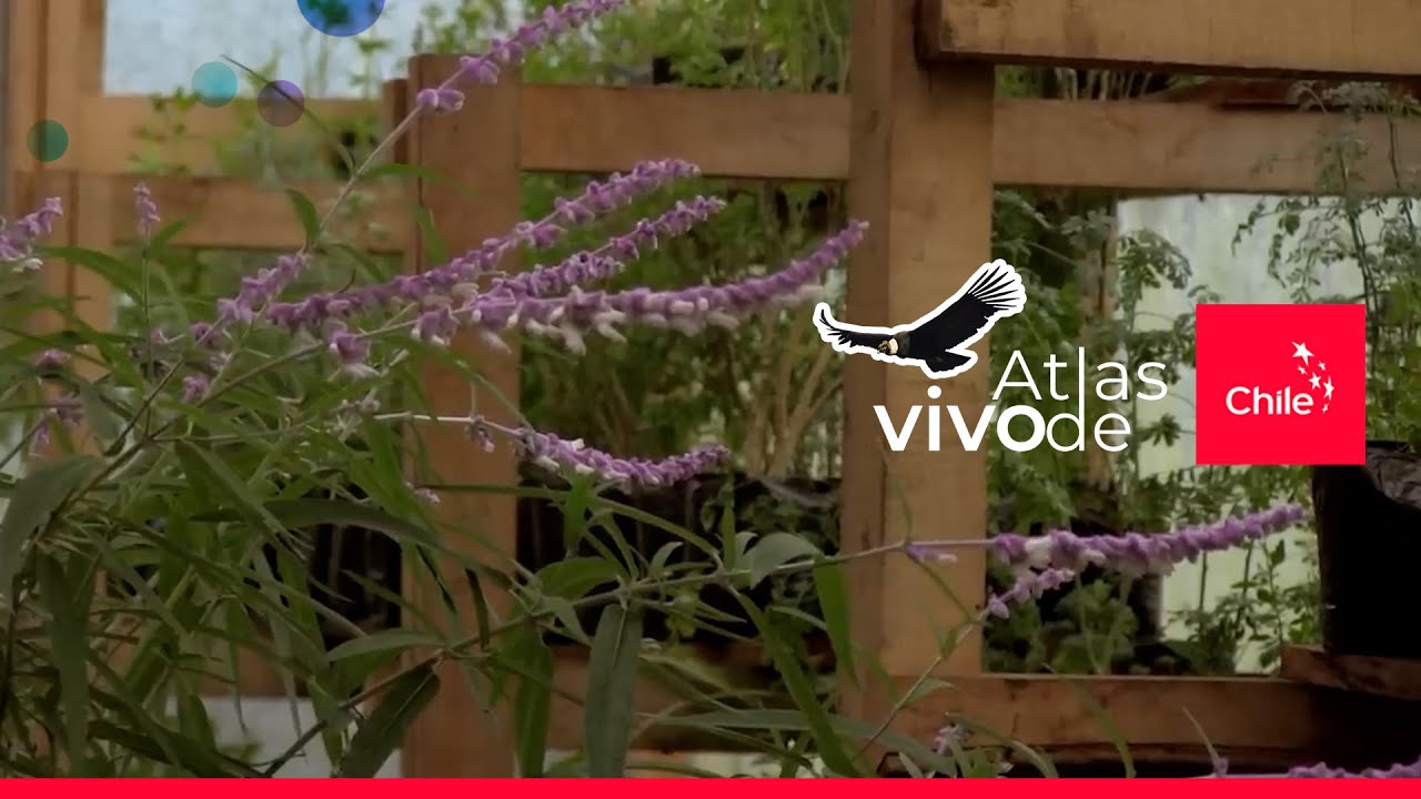 #69 Hierbas medicinales - Atlas Vivo de Chile