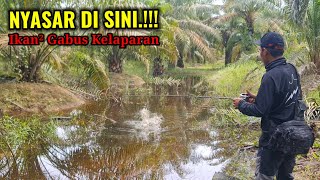 Download lagu TERNYATA..! BANYAK IKAN GABUS YANG MIGRASI KE PERKEBUNAN KELAPA SAWIT YANG SEDANG KEBANJIRAN mp3
