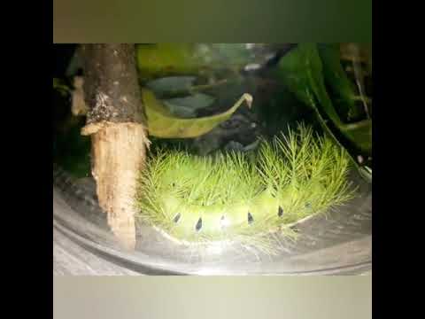 TATURANA! A TEMIDA lagarta VENENOSA!