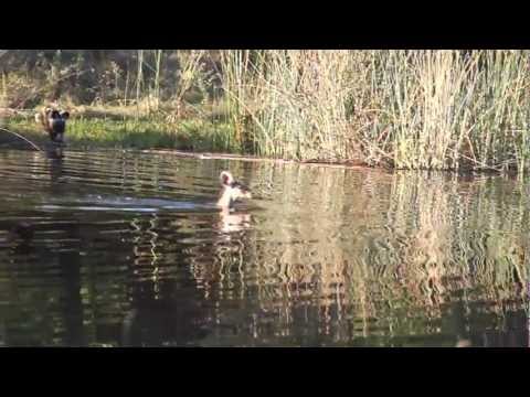 Crocodile takes down Kudu - Savuti Camp, Botswana