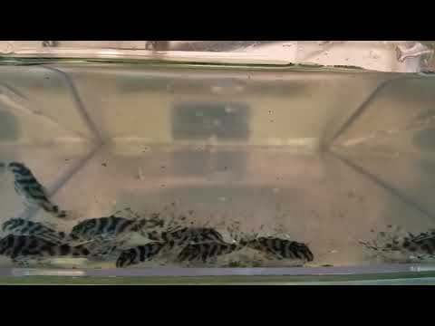 Hypancistrus sp. L236 Will @ Siegerländer Welskeller