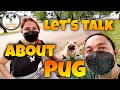 Let's talk about Pug breed