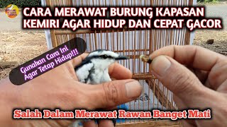 Download lagu Cara Merawat Burung Kapasan Kemiri Hasil Pikat, Agar Tidak Mati dan Cepat Gacor mp3
