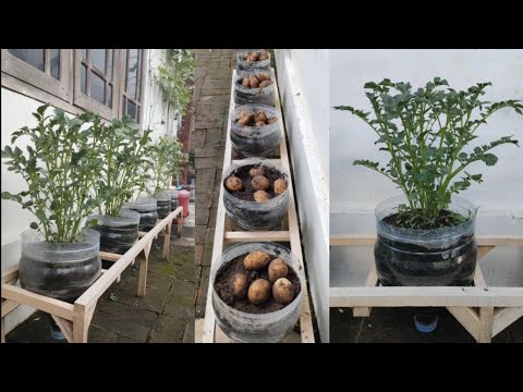 , title : 'cara mudah menanam kentang supaya ber umbi banyak || how to grow potatoes from seed to harvest'