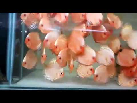 aquarium discus fish for sale mumbai 9833898901