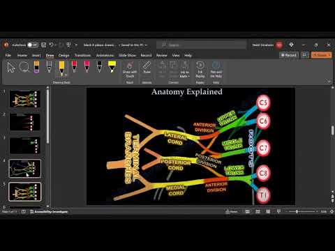 Anatomia splotu ramiennego