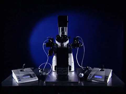 Eppendorf - LabTeamet - Cell Technology – Production of transgenic mice – pronuclear injection