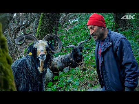 Heirs of the Mountains - Goat Shepherds| Documentary Film