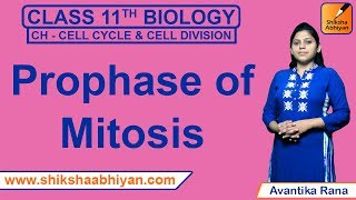 Prophase of Mitosis | Cell Cycle and Cell Division | CBSE Class 11 Biology