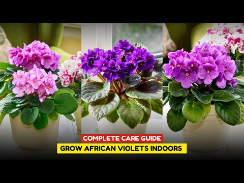 Growing African Violet Indoors | African Violet Plant Care
