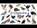 Names Of Birds Birds Name In Tamil And English Different Types Of Birds Name SriDharaniekids