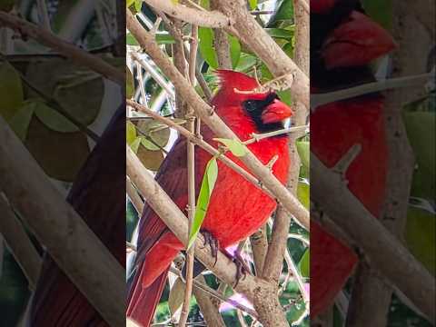 #cardinals #christmas #myheartyourhome #birds #birdwatching