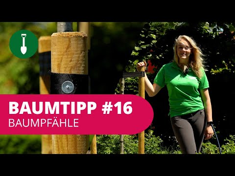 BAUMTIPP #16 | Baumpfähle
