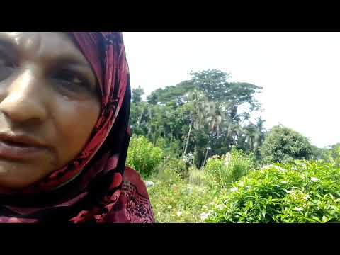 ফুলের পবিত্রতা মনকে প্রফুল্ল করে। Flowers holiness provide peace in mind #rukshana #flowers #nature