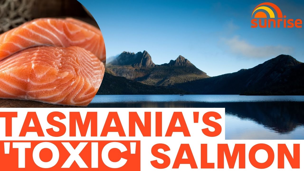 Tasmania's 'toxic' salmon SLAMMED in new book by Richard Flanagan | 7NEWS