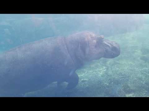 Fiona baby hippo swimming #teamfiona