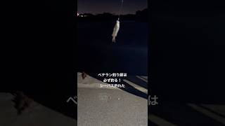 #釣り #フィッシング #海 #ウナギ釣り #釣りガール