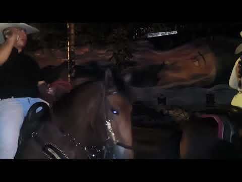 Cabalgata fin de año Caicedonia valle 