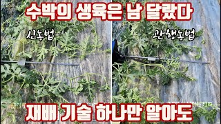 농약사의 하루!! 이거 하나 응용했을 뿐인데... 야간 온도를 3.5도 더 잡아서 수박이 이쁘게 잘 크고 있…