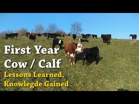 , title : 'First Year Cow/Calf..... Lessons Learned, Knowledge Gained'