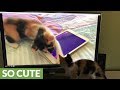 Kitten watches herself playing with tablet on TV