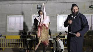 המחשת תרגול קרבן פסח - האליה