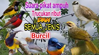 Download lagu suara pikat memanggil burung trucukan liar dan semuan jenis burcil mp3 Download lagu suara pikat memanggil burung trucukan liar dan semuan jenis burcil mp3