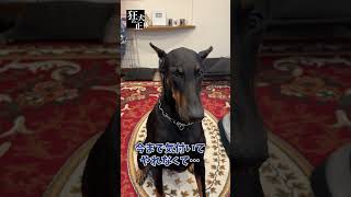 ドーベルマンに衝撃の告白… #ドーベルマン  #大型犬との暮らし