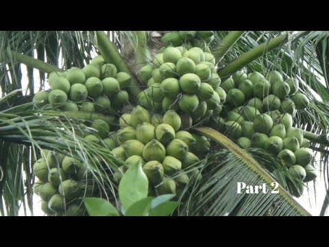 How to Make Coconut Hold More Fruits | New Video 2020 (part2) - coconut crops