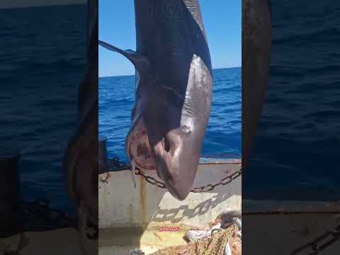 إنقاذ قرش ضخم من شبكة الصيد | لحظة نادرة في أعماق البحر