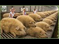 How Millions Of Woolly Pigs Are Raised Processed Amazing Woolly Pig Farming For Meat