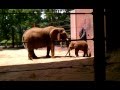Baby And Momma Elephant