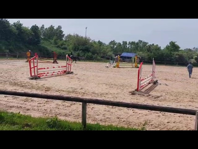 A vendre hongre 8 ans Cso Cce