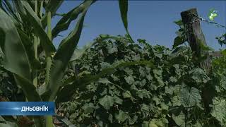 Продукция корнишонох/Produkcija kornisonoh