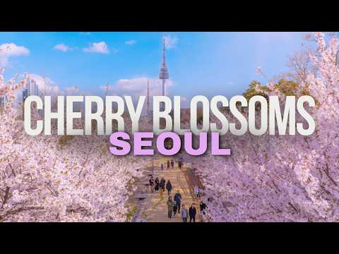 Chia sẻ địa điểm ngắm hoa anh đào Seoul và Busan nha 🌸