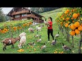 Harvesting Vegetables Raising Poultry And Livestock Go To Market Sell Beautiful Countryside Life