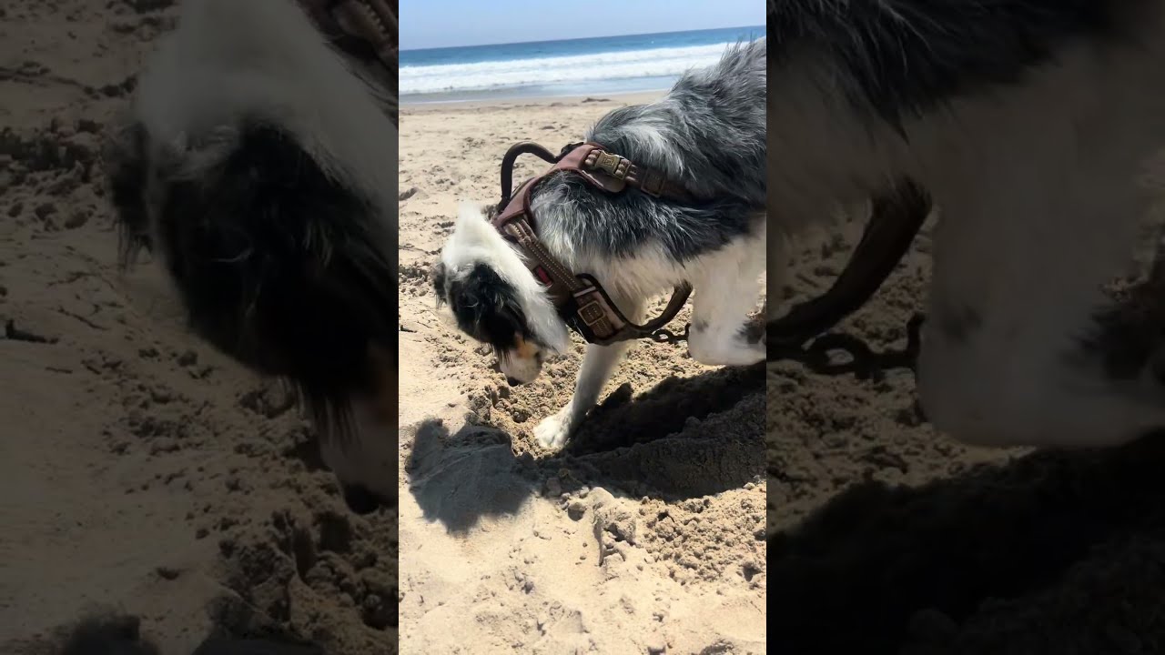 Enlarge Toby, a Adoptable Australian Shepherd in Burbank, CA video 6/6