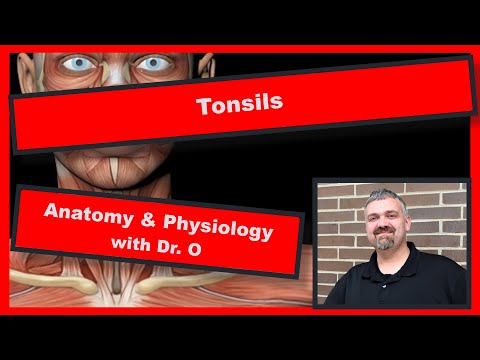 The Tonsils:  Anatomy and Physiology