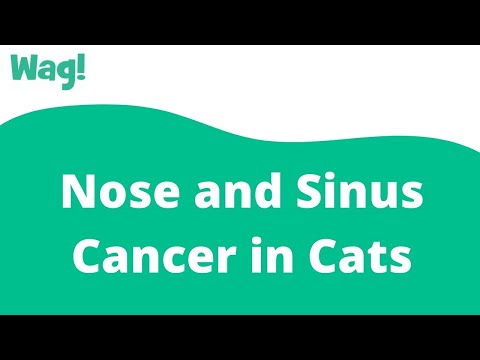 Nose and Sinus Cancer in Cats | Wag!