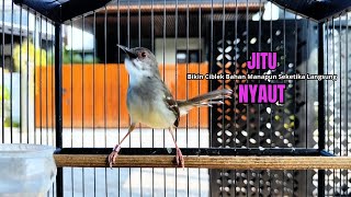 Download lagu Burung Ciblek SEMI Gacor NGEBREN Untuk Pancingan Ciblek dan MASTERAN BURUNG Kesayangan Anda mp3