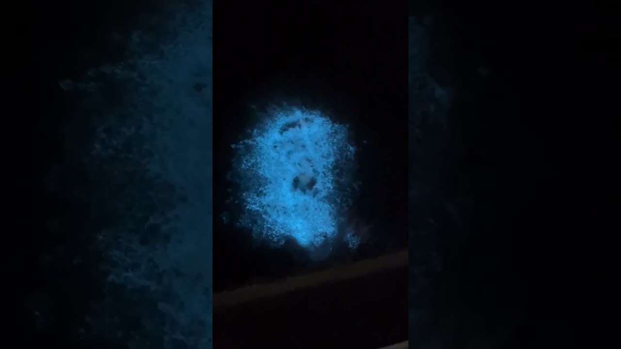 野生の【夜光虫】が現れた！ #shorts #海 #家族 #釣り