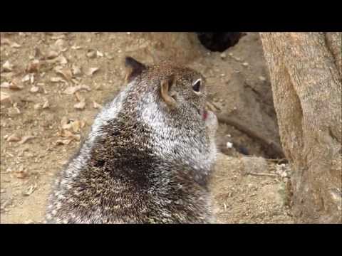 Crystal Cove State Beach - Wildlife and Scenery