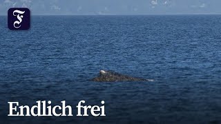 Gestrandeter Buckelwal hat sich freigeschwommen