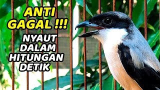 Download lagu CENDET GACOR DOR FULL ISIAN COCOK UNTUK PANCINGAN & MASTERAN CENDET APAPUN - PENTET GACOR DOR mp3 Download lagu CENDET GACOR DOR FULL ISIAN COCOK UNTUK PANCINGAN & MASTERAN CENDET APAPUN - PENTET GACOR DOR mp3