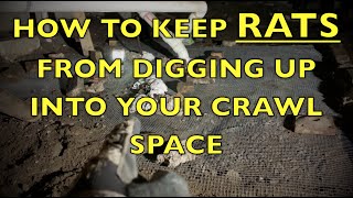 How to Keep Rats or Mice from Digging into a Crawl Space or House