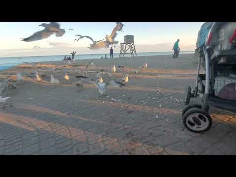 Oshawa Beach August 2022