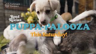 Constant Contact Woman making an advertisement in Constante contact