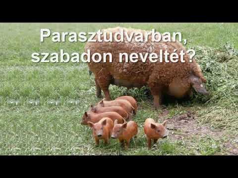 Önellátás vagy kiszolgáltatottság