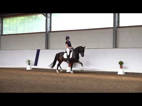 4j. dunkelbrauner Wallach v. Vincenzo – Walou