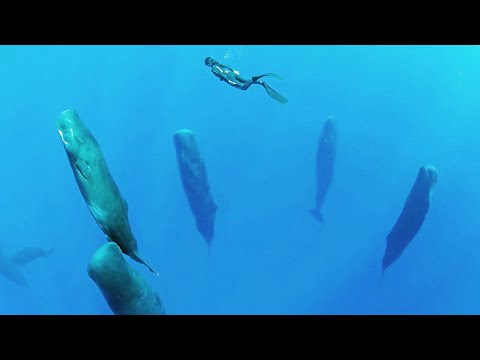 Jak Śpią Wieloryby?